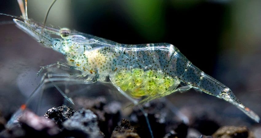 Ghost Shrimp as pupfish tank mates