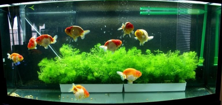 How Many Goldfish Per Gallon (2025 guide + Easy Calculator)