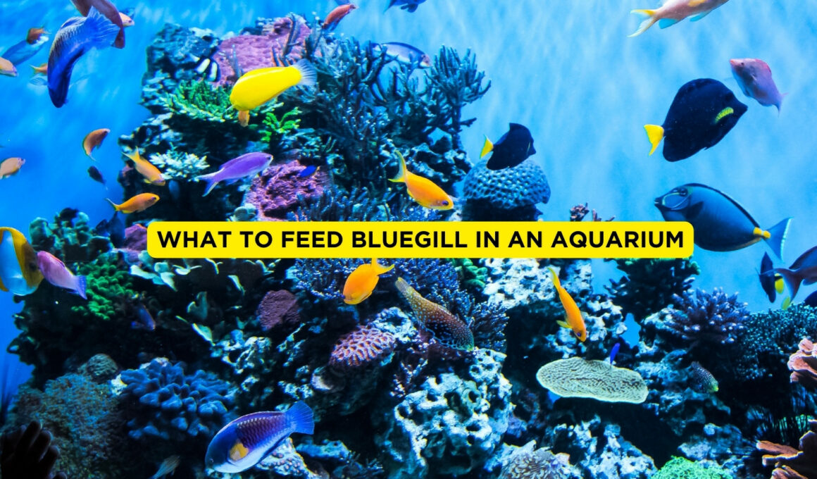 What to Feed Bluegill In An Aquarium