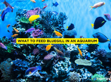 What to Feed Bluegill In An Aquarium