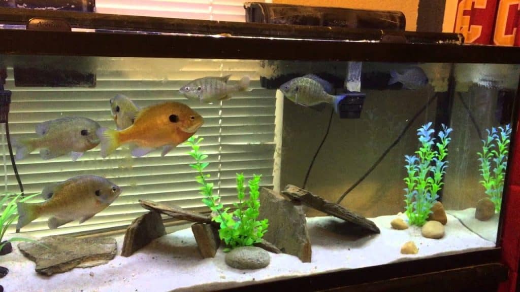 feed bluegill in aquarium