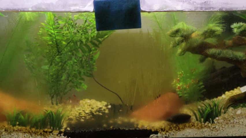 how to remove brown algae