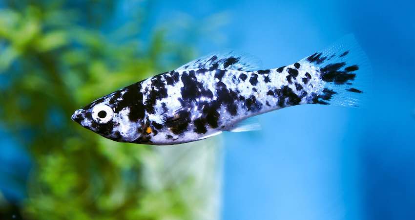 Dalmatian Molly as guppy fish tank mates