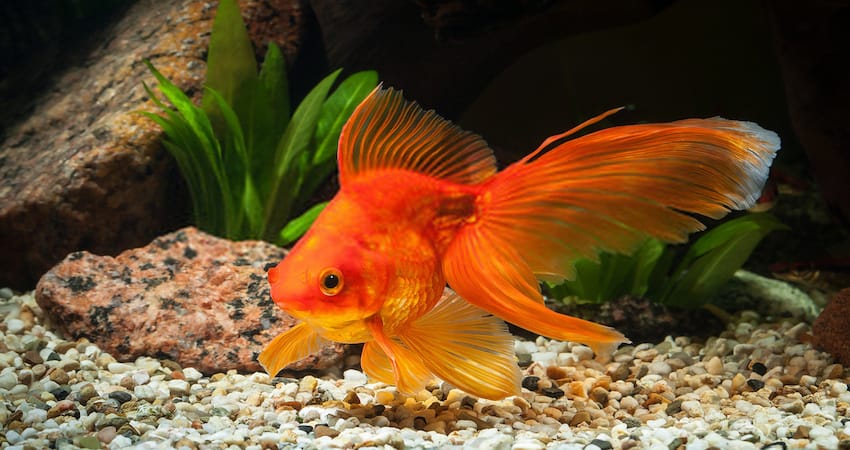 Can Platies Live With Goldfish?