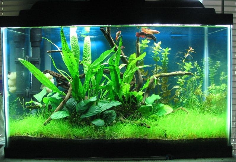 Freshwater Fish for 10-Gallon Tank