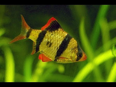 Tiger Barbs fish