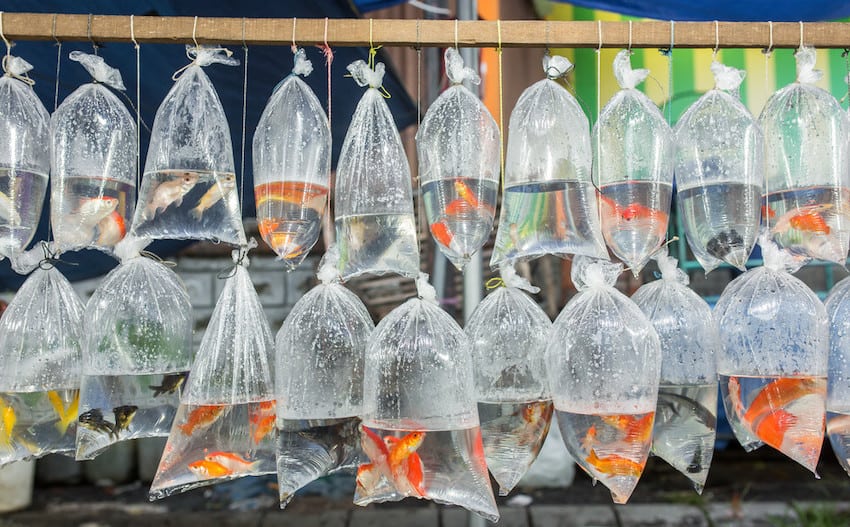 Aquarium Fish Staying in a Bag