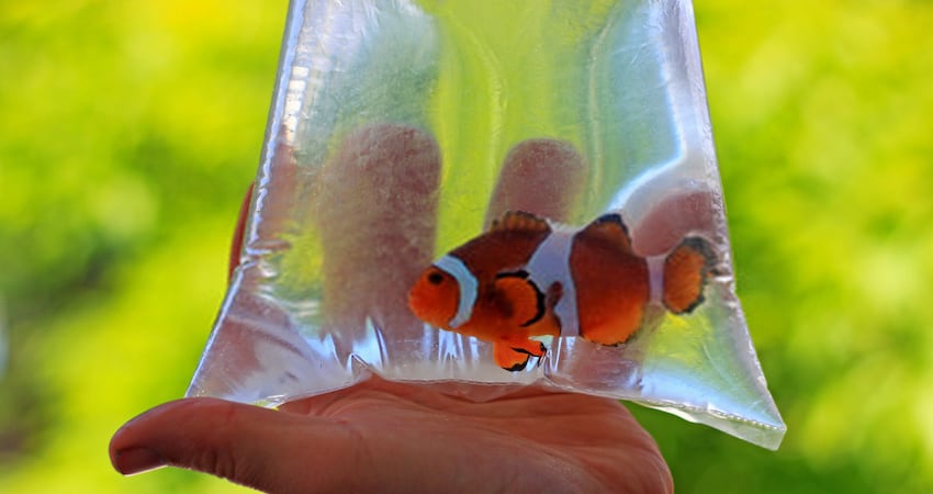 How Long Can Aquarium Fish Stay in a Bag