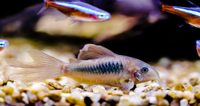 corydoras catfish as otocinclus tank mates
