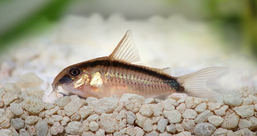 Cory catfish as the best pleco tank mate
