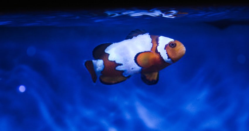 Clownfish Breeding in Fish Tank