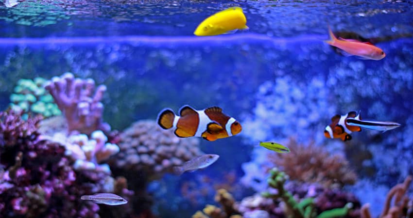 Clownfish Tank Prepare