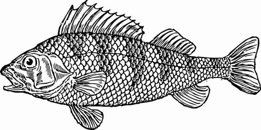 Evolution of Fish Scale