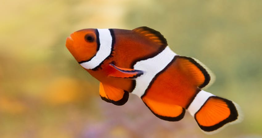 Freshwater effect on Clown Fish