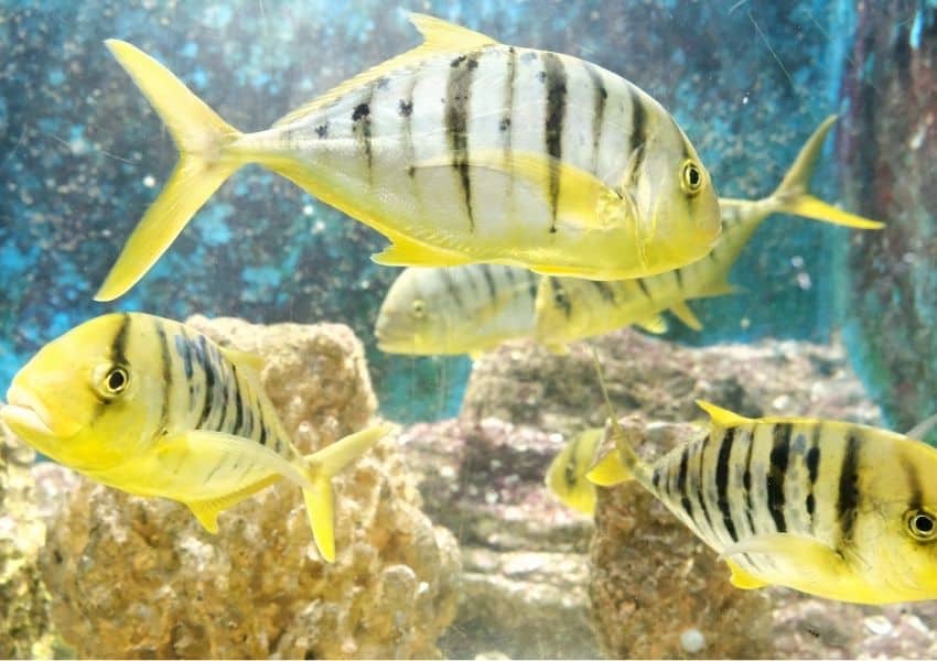 Sea fish surviving in freshwater