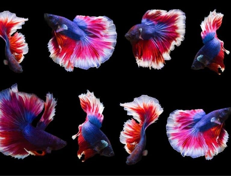 Do Betta Fish Need Darkness To Sleep? (Updated) FishTrivia