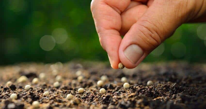 How to Grow Aquarium Plants From Seeds