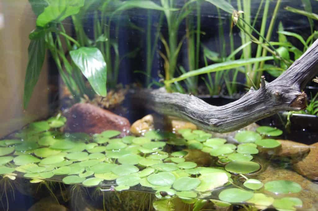 How To Plant Water Lily Bulbs In An Aquarium FishTrivia