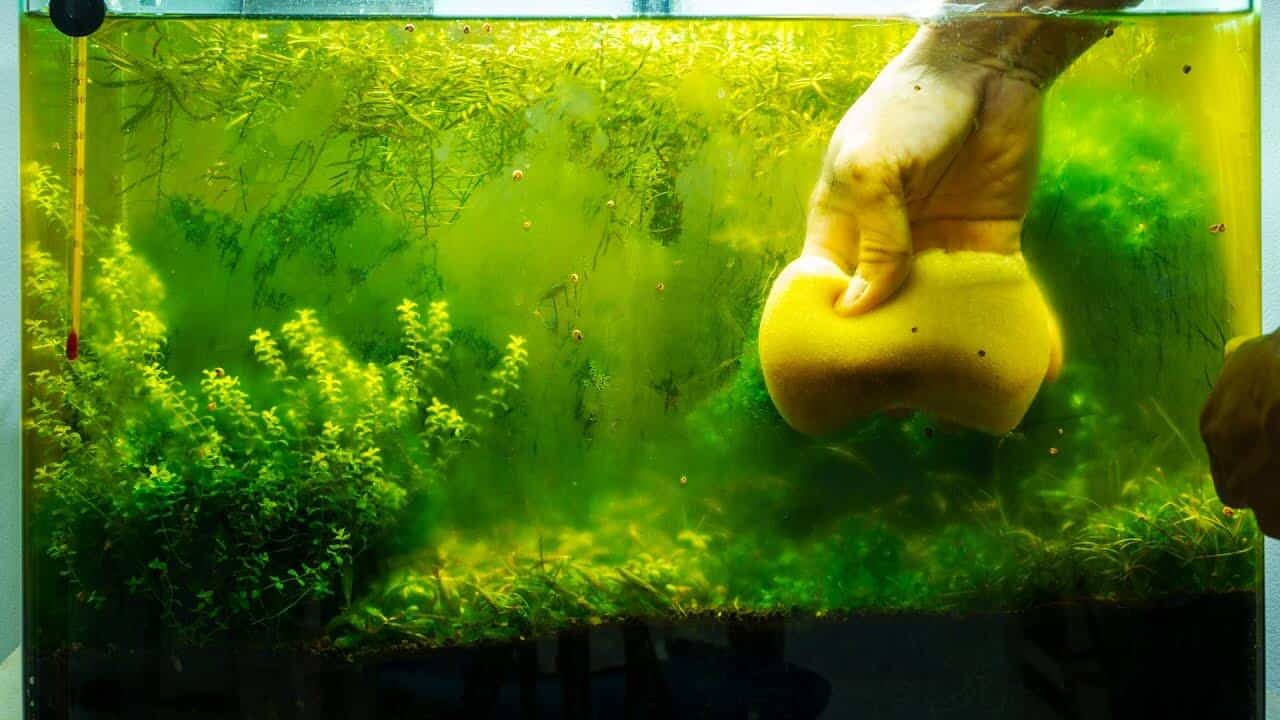 how to clean algae off aquarium plants