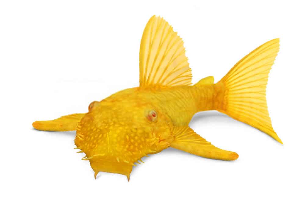Albino Bristlenose Pleco