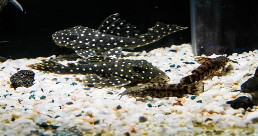 Can pleco live in the sand