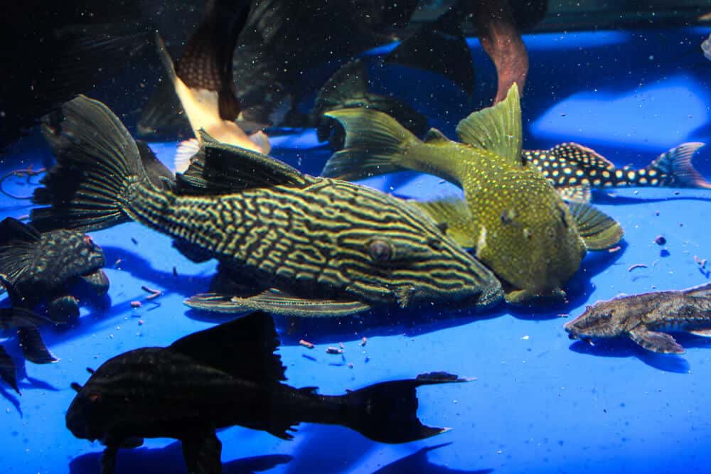 Some Advantages and Disadvantages of Pleco fish
