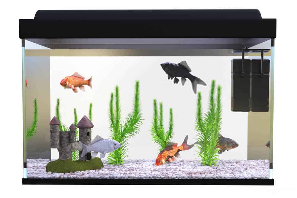 View of 7 Best Aquarium Filter For Goldfish Tanks [ Top Ranking] | FishTrivia