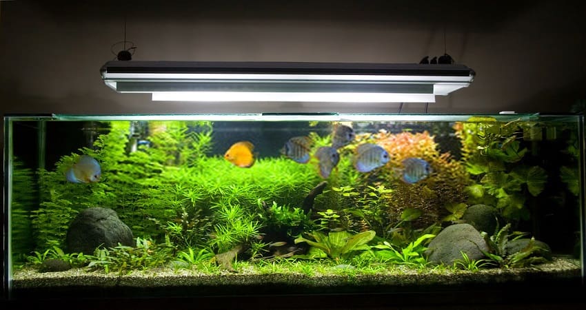 best light spectrum for aquarium plants