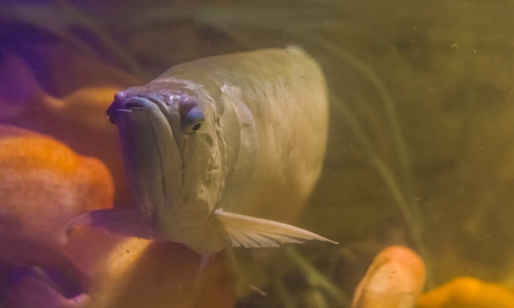 arowana fish jumping out of tank