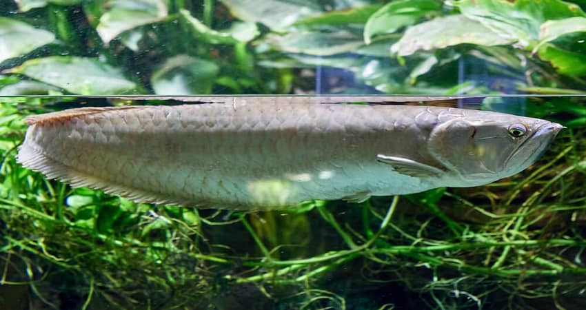 Facts about arowana fish