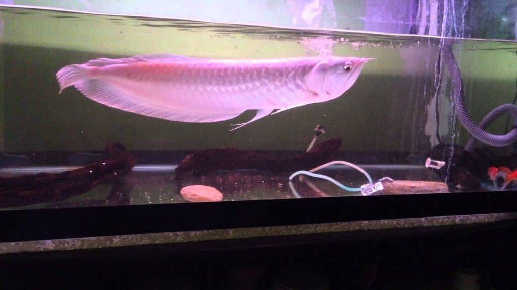 Will arowana eat pellets?