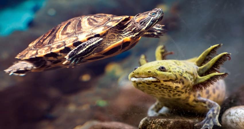 Axolotl and Turtle