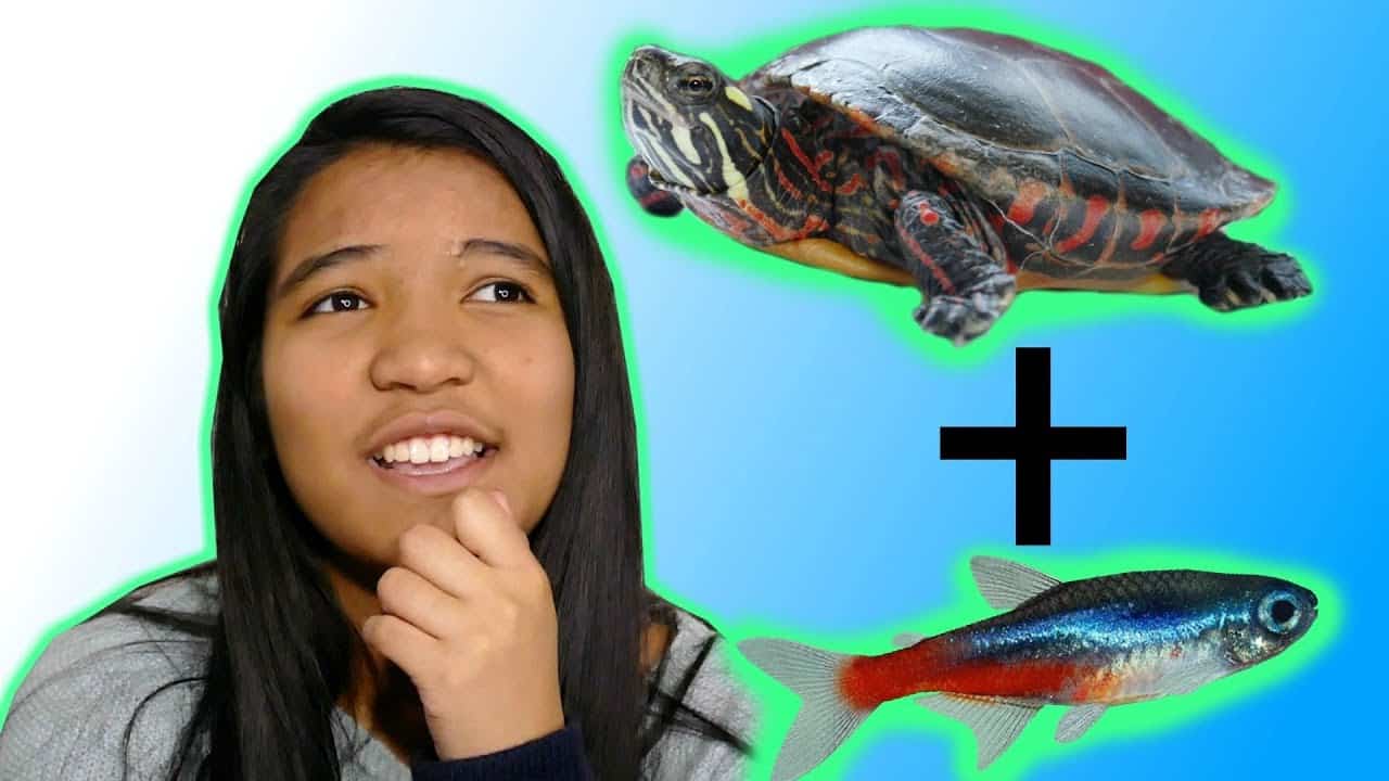 Can Turtles Live With Fish
