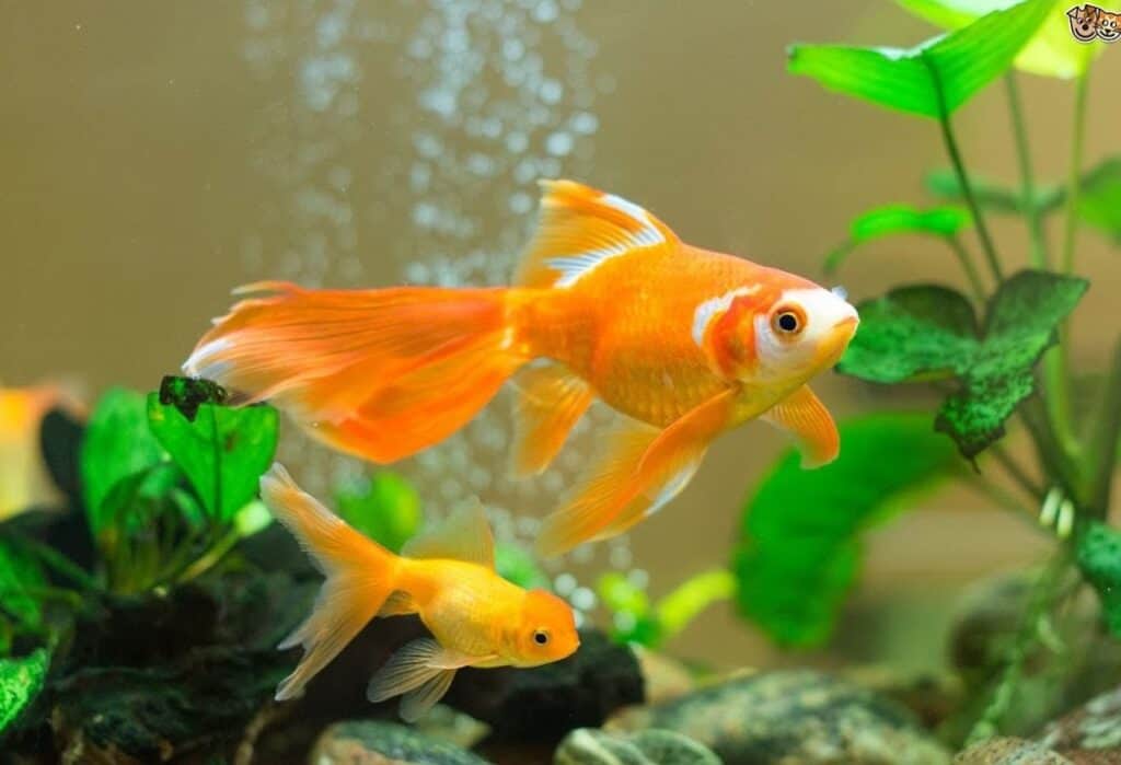 Does a Goldfish Need a Heater?