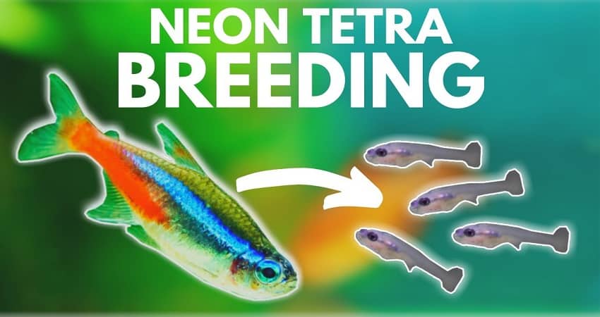 How To Breed Neon Tetras The Complete Guide FishTrivia How To Breed Neon Tetras The Complete Guide FishTrivia