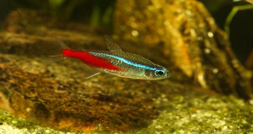 Neon Tetra Disease