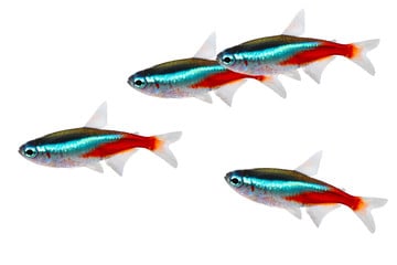 Neon Tetra Disease: A Complete Guide | FishTrivia - Neon Tetra Disease Common Fish Health Issues