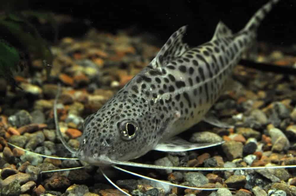 Pictus catfish