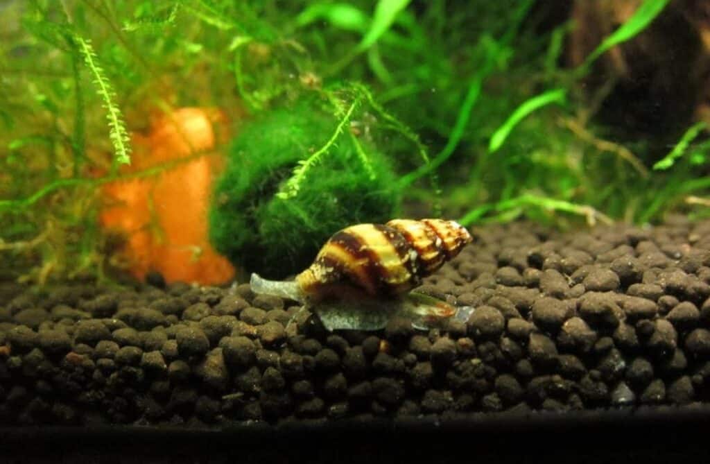 The Aquarium snail