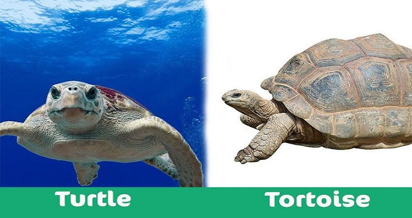 Tortoise vs Aquatic Turtles