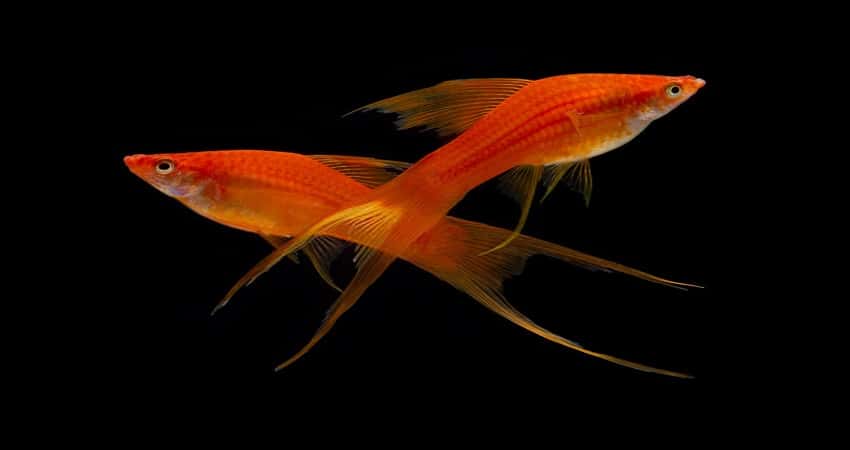 Are Swordtail Fish Aggressive
