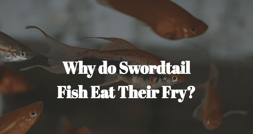 Why do Swordtail Fish Eat Their Fry