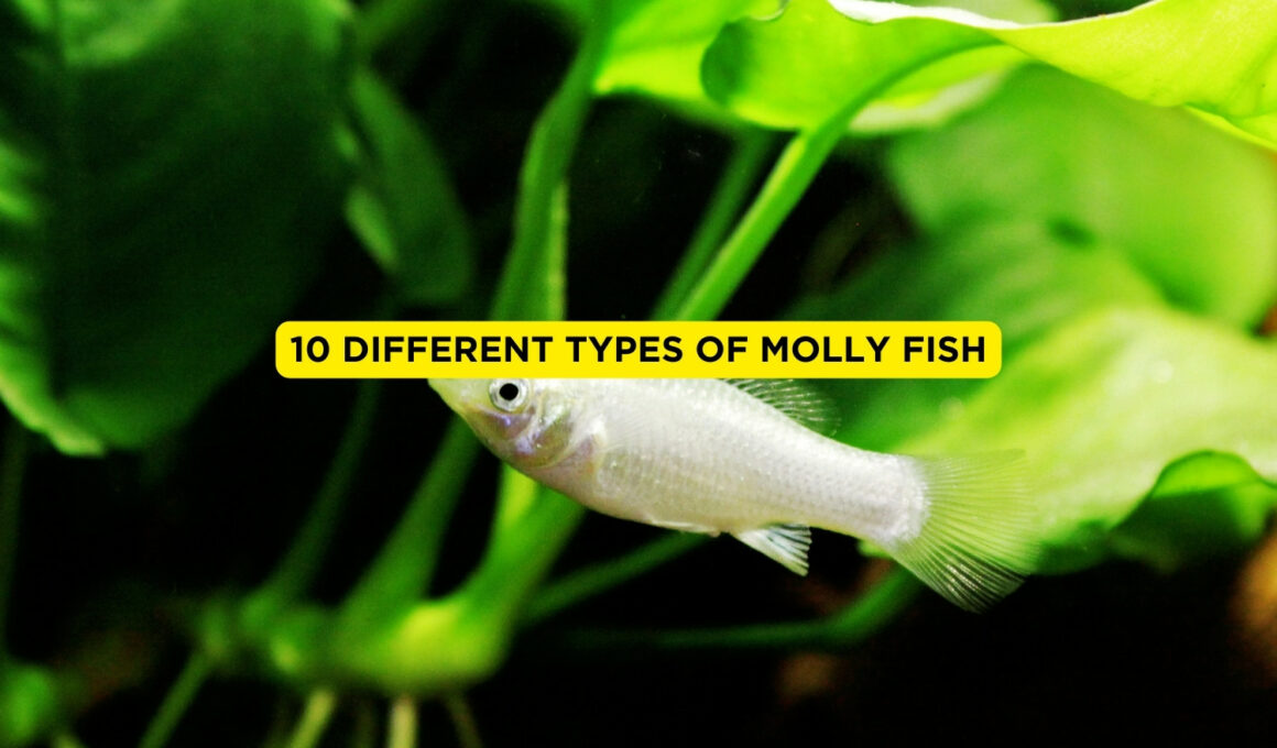 10 Different Types of Molly Fish