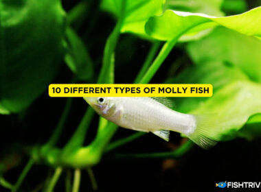 10 Different Types of Molly Fish