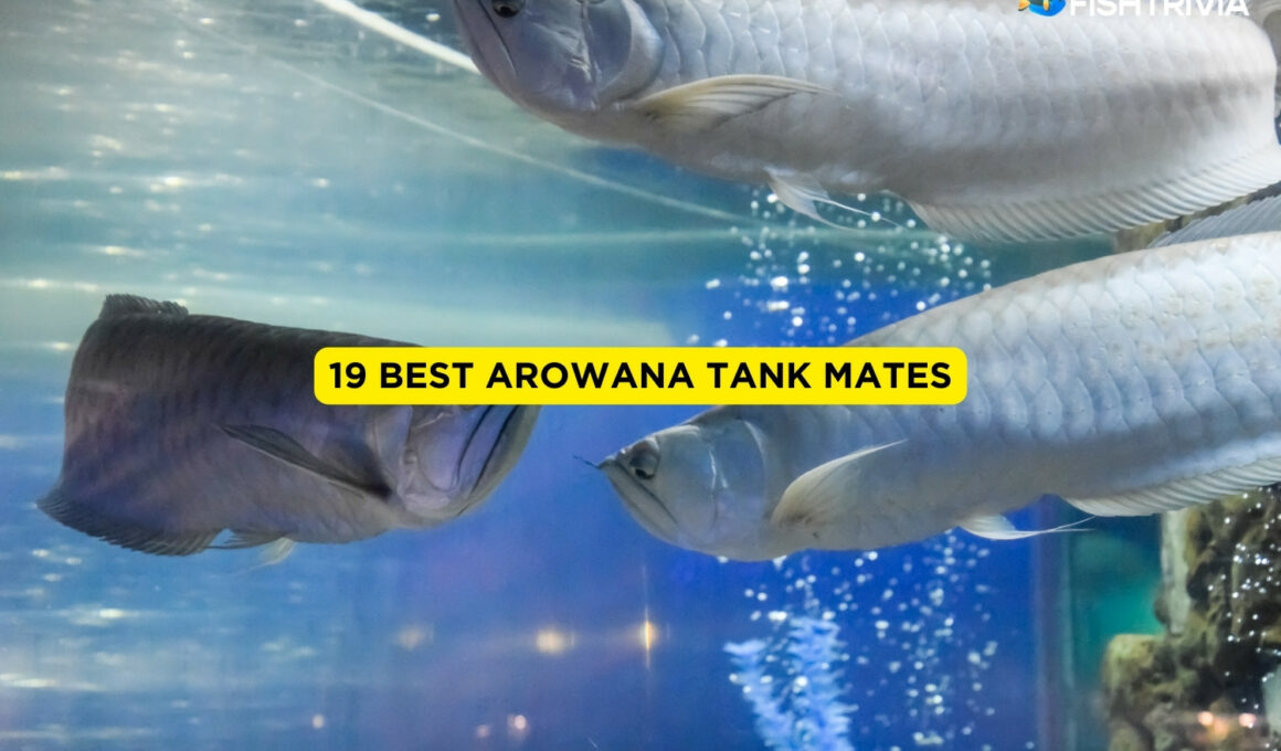 19 Best Arowana Tank Mates