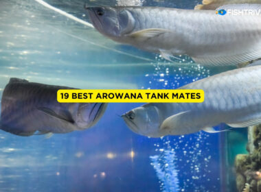 19 Best Arowana Tank Mates