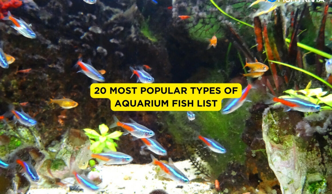 20 Most Popular Types of Aquarium Fish List