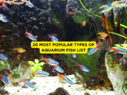 20 Most Popular Types of Aquarium Fish List