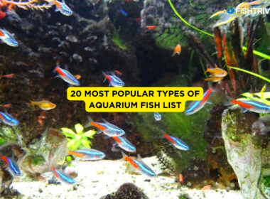20 Most Popular Types of Aquarium Fish List