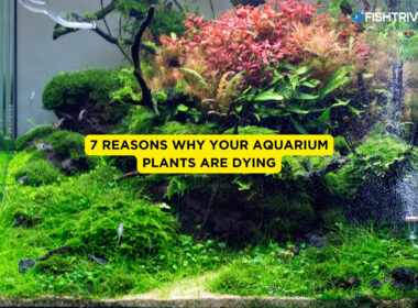 7 Reasons Why Your Aquarium Plants Are Dying
